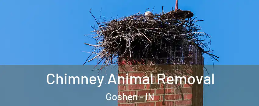  Chimney Animal Removal Goshen - IN