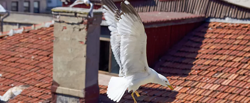 Residential Chimney Animal Removal Solution in Goshen, IN