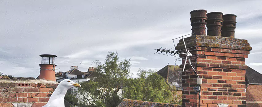 Chimney Cleaning And Restoration in Goshen, Indiana